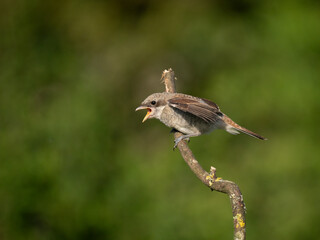 Neuntöter (Lanius collurio)