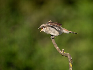 Neuntöter (Lanius collurio)