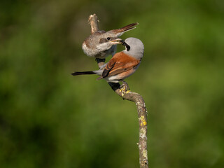 Neuntöter (Lanius collurio)