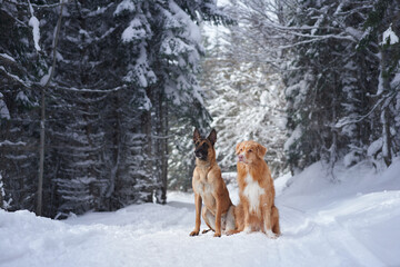 A Belgian Malinois and a retriever standing side by side in the snow-covered woods. The forest provides a tranquil backdrop for the pair of attentive dogs.