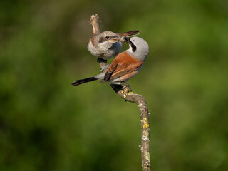 Neuntöter (Lanius collurio)