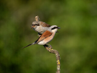 Neuntöter (Lanius collurio)