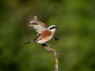Neuntöter (Lanius collurio)