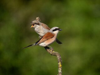 Neuntöter (Lanius collurio)