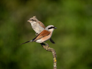 Neuntöter (Lanius collurio)