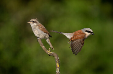 Neuntöter (Lanius collurio)