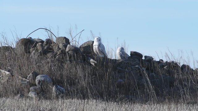 Two snowy owls wintering on windy rock pile in Eastern Washington as wind blows
