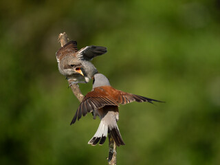 Neuntöter (Lanius collurio)