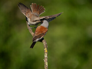 Neuntöter (Lanius collurio)