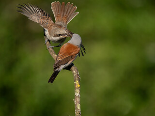 Neuntöter (Lanius collurio)