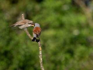 Neuntöter (Lanius collurio)