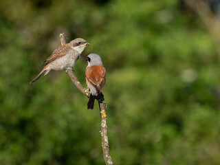 Neuntöter (Lanius collurio)