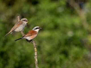 Neuntöter (Lanius collurio)
