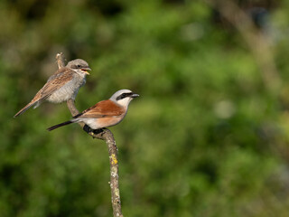 Neuntöter (Lanius collurio)