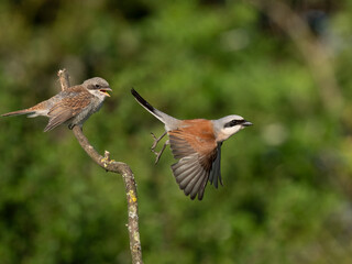 Neuntöter (Lanius collurio)