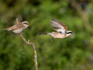 Neuntöter (Lanius collurio)