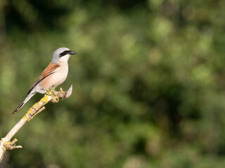 Neuntöter (Lanius collurio)