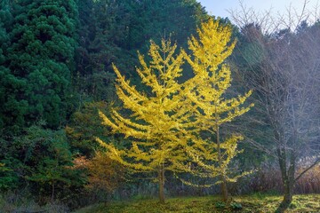 光を浴びて輝くキレイに色づいたイチョウの黄葉情景