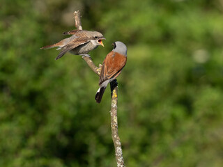 Neuntöter (Lanius collurio)
