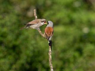 Neuntöter (Lanius collurio)