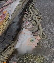 Cobra Sucuri com mais de 200 filhotes mortos com a cobra esmagada 