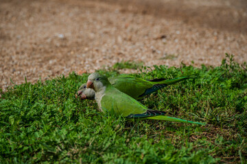Pareja de pájaros. Aves enamoradas 