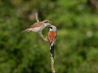 Neuntöter (Lanius collurio)