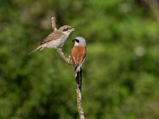 Neuntöter (Lanius collurio)