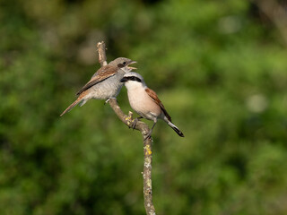 Neuntöter (Lanius collurio)