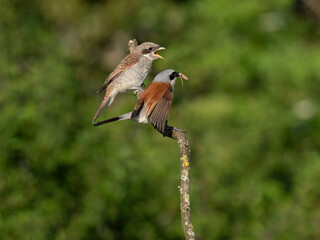 Neuntöter (Lanius collurio)