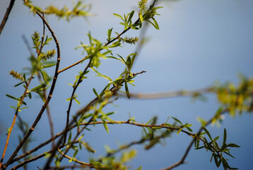 Branches against sky