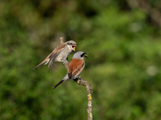 Neuntöter (Lanius collurio)