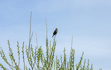 bird on a branch