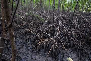 Porto de Pedras, Alagoas, Brazil. July, 19, 2024. Views of Patacho beach. Views of the areas during low tide between the mouth and the mangroves of the Tatuamunha River.