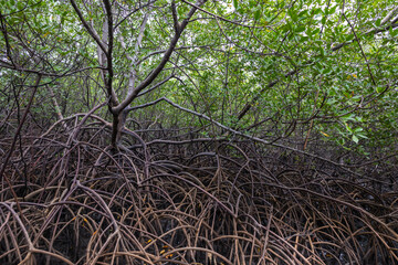 Porto de Pedras, Alagoas, Brazil. July, 19, 2024. Views of Patacho beach. Views of the areas during low tide between the mouth and the mangroves of the Tatuamunha River.