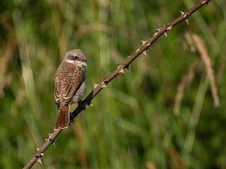 Neuntöter (Lanius collurio)