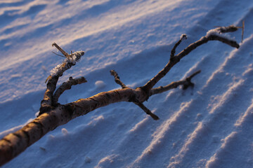 branch covered in snow