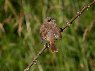 Neuntöter (Lanius collurio)