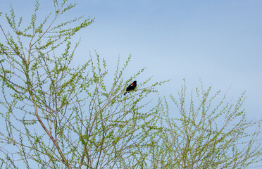 bird on a branch