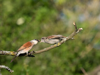Neuntöter (Lanius collurio)