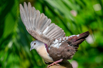 The Santa Cruz ground dove (Pampusana sanctaecrucis) is a species of bird in the family Columbidae....