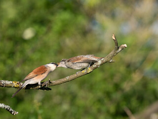 Neuntöter (Lanius collurio)