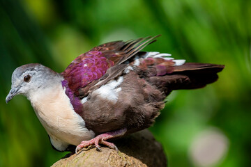 The Santa Cruz ground dove (Pampusana sanctaecrucis) is a species of bird in the family Columbidae....