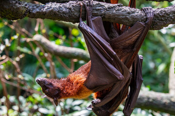 The closeup image of Malayan flying fox (Pteropus vampyrus).
a southeast Asian species of megabat, primarily feeds on flowers, nectar and fruit. 