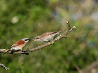 Neuntöter (Lanius collurio)