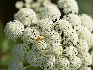 Schwefelkäfer (Cteniopus sulphureus)