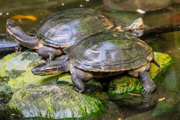 A Malayan box turtle (Cuora amboinensis) in the pond.
These turtles have blackish-brown to olive-brown colored shells that are not as ornate as many other box turtles. 