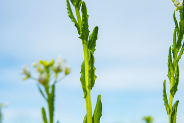 flower stem