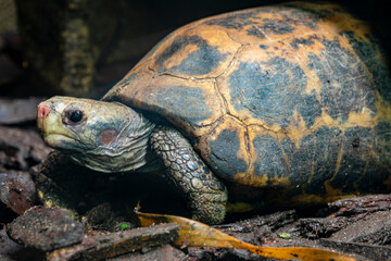 The elongated tortoise (Indotestudo elongata) is a species of tortoise found in Southeast Asia and...