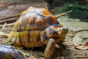 The angonoka tortoise (Astrochelys yniphora) is a critically endangered species of tortoise severely threatened by poaching for the illegal pet trade. It is endemic to Madagascar.
